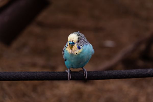 A budgie perched on a branch