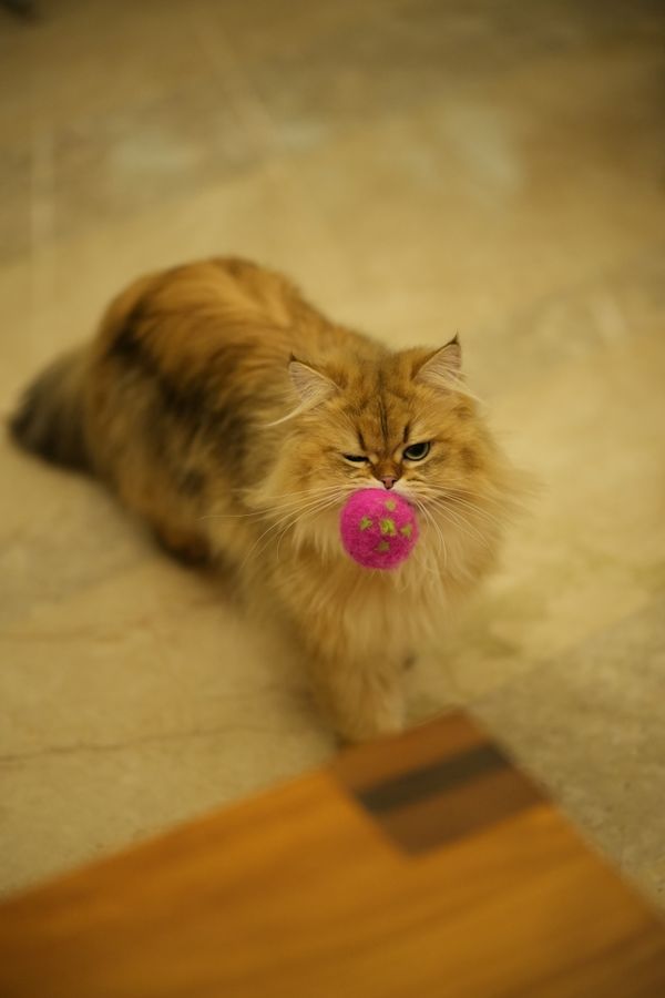 A cat playing with a pink ball toy