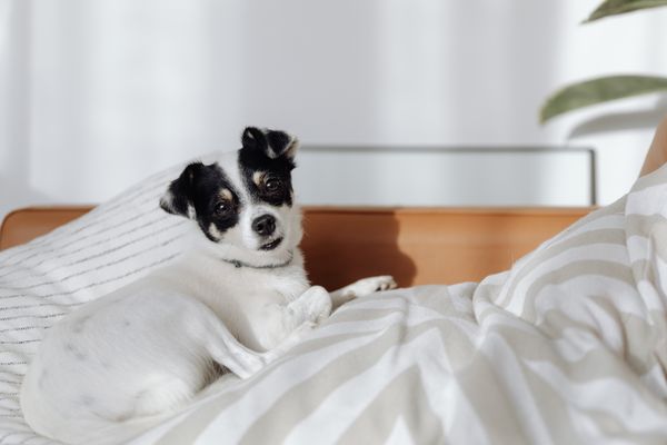 A dog curled up on soft white bedding