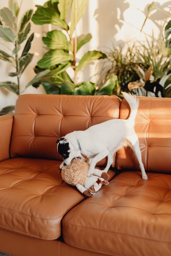 A small dog playing with a plush toy on a sofa