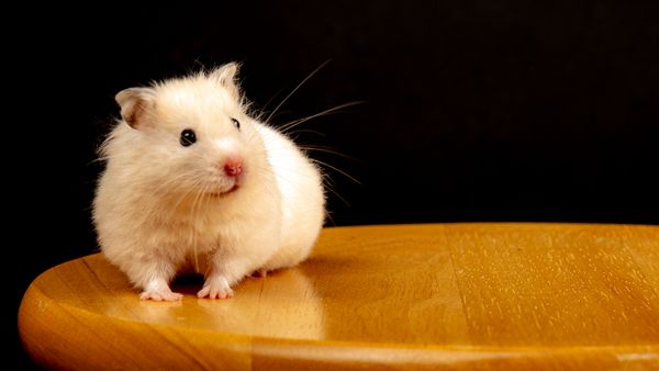 A hamster sitting on a wooden surface
