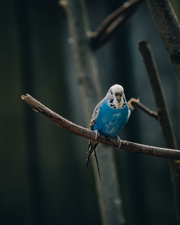 A blue budgie on a branch