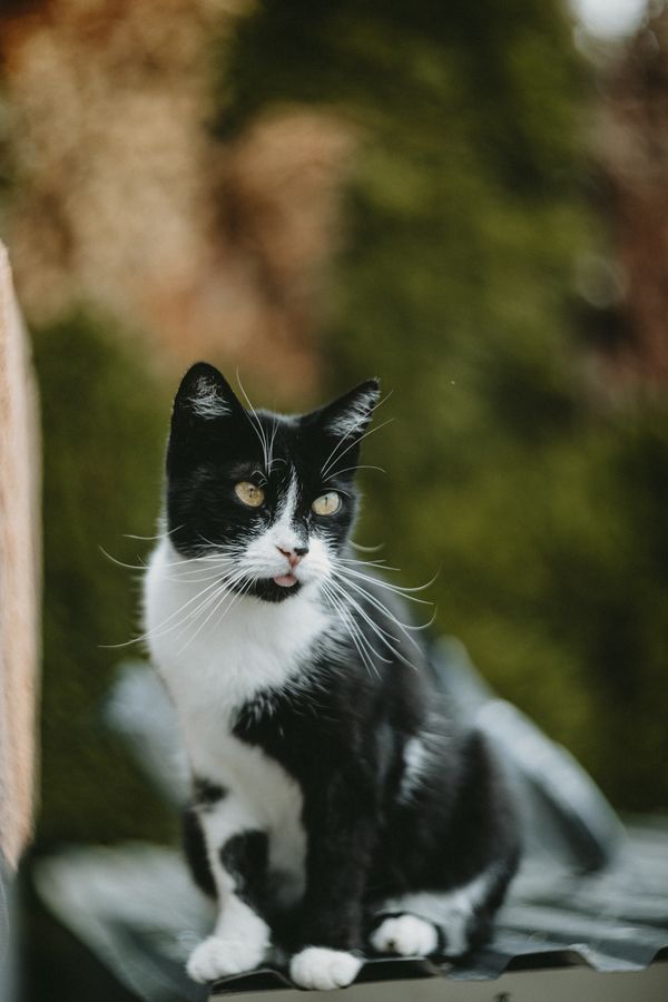 A black and white cat