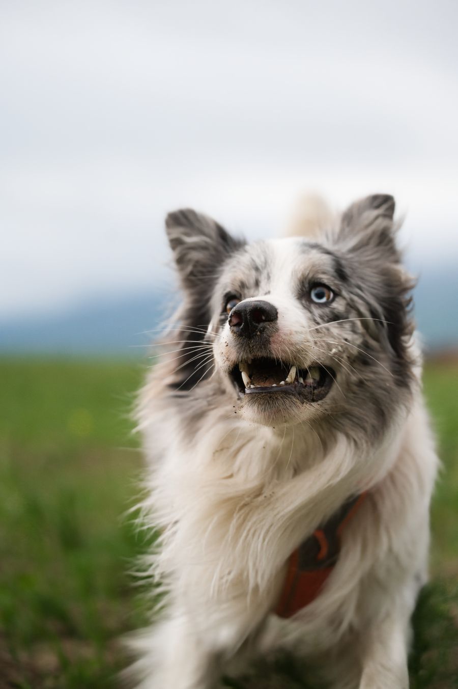 A happy dog looking at the camera