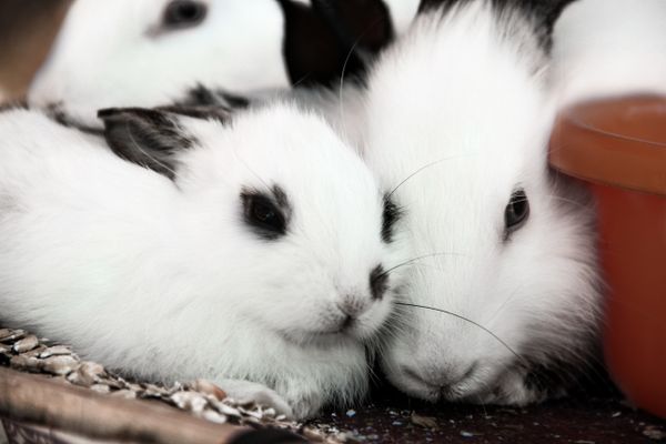 Two rabbits side by side
