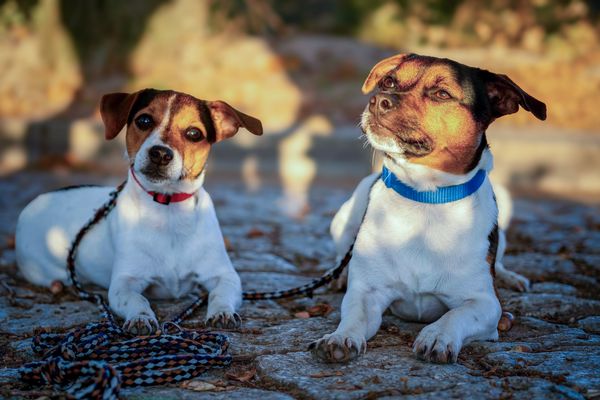 Two dogs wearing collars, with a rope lead