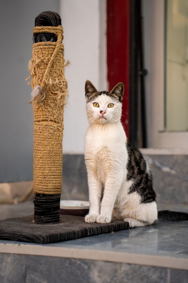 A cat sitting by a scratching post